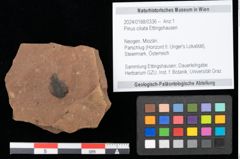 Foto (Objekt + Etikett) von Pinus ciliata Ettingshausen (NHMW-GEO-2024-0188-0336)